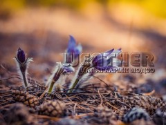 ЦАГ АГААР: Улаанбаатарт өдөртөө 26 хэм дулаан