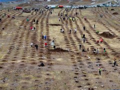 Сонгинохайрхан дүүрэг 10 мянган мод тарьж, ойн зурвас үүсгэжээ