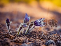 ЦАГ АГААР: Улаанбаатарт өдөртөө 25 хэм дулаан