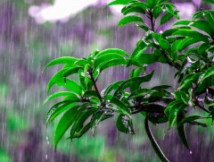 Ирэх сард нутгийн өмнөд хэсэг болон говийн аймгуудын нутгаар бороо хур ихтэй байх төлөвтэй байна