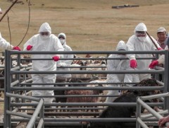 Малын шимэгчтэх өвчний тандалт судалгаа хийх “Дархан-2025” төслийг Хонгор суманд хэрэгжүүлнэ