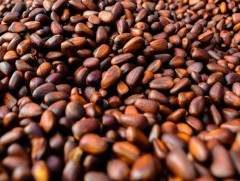 Хуш модны самар бэлтгэх хэмжээг тогтоолоо 