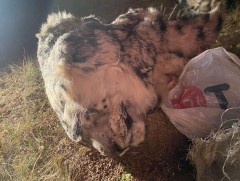 Цоохор ирвэс хууль бусаар агнасан гэмт хэргийг илрүүллээ