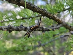 Завхан, Баянхонгор , Говь-Алтай аймгийн ойн санд хөнөөлт шавж, өвчний судалгааг хийж байна  