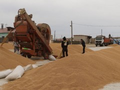 Дархан-Уул аймаг үр тариагаа хурааж эхэлжээ