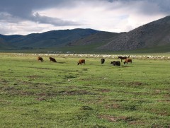 Өвөл-Хаврын бэлчээрийн даац нутгийн 60 орчим хувьд хүрэлцээтэй байна