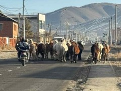Хориглосон бүсээс 130 гаруй адуу, мал гаргалаа