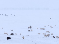ХХААХҮЯ: Өнөөдрийн байдлаар 1.1 сая орчим толгой мал отрын бүсэд байна