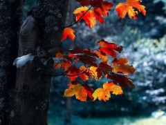 ЦАГ АГААР: Улаанбаатарт өдөртөө 6 хэм дулаан