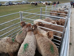 Гойд ашиг шимт малын үзэсгэлэн худалдаа маргааш эхэлнэ
