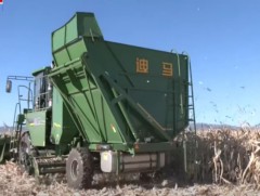 Сэлэнгэ аймагт эрдэнэшиш тариалж, нутагшуулах ажил хийж байна 