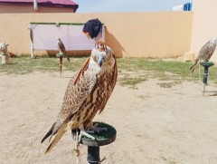 Хууль бус ан агнууртай тэмцэх, урьдчилан сэргийлэх чиглэлээр хяналт шалгалт хийж байна