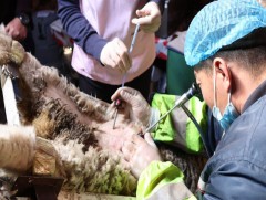 Нарийн ноост хонины чанарыг сайжруулах зохиомол хээлтүүлгийн ажил үргэлжилж байна