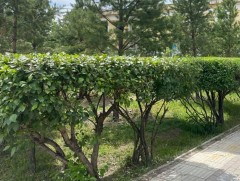 Манай улсын нэг хүнд ногдох ногоон байгууламжийн хэмжээ дэлхийн улс орнуудаас 3-5 дахин бага байна