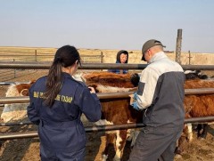 Шүлхий өвчнөөс урьдчилан сэргийлэх дархлаажуулалт 45 хувьтай үргэлжилж байна