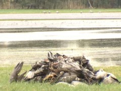 Германд шувууны томуу дэгдэж, тогоруу шувууд олон мянгаараа хорогджээ