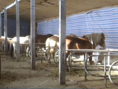 Адууны аж ахуй эрхэлж шинэ айраг бэлтгэж байна 