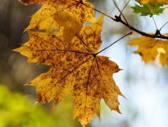 ЦАГ АГААР: Улаанбаатарт өдөртөө 9 хэм дулаан