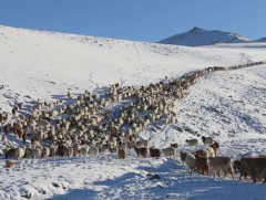 Малын тоо, толгойн албан татварын орлогыг бүрэн хянаж чадахгүй байна