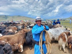 Улсын хэмжээнд нэг сая орчим сарлаг бий