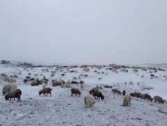 16.6 мянган малчин өрхийн 5.7 сая мал отроор өвөлжинө