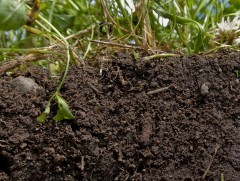 Судалгаагаар хөрсний 80 гаруй хувь нь байгалийнхаа жамаар нөхөн сэргэх болсныг тогтоожээ 