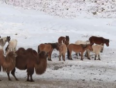 Увс аймаг 2.9 сая малынхаа 30 хувийг зах зээлд борлуулна