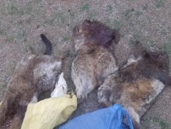 Тарвага тээвэрлэхгүй, худалдан авахгүй, борлуулахгүй байхыг зөвлөж байна  