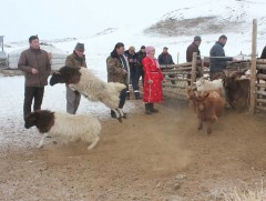Улсын хэмжээнд мал тооллогын урьдчилсан дүнгээр 58.1 сая толгой мал тоологдлоо