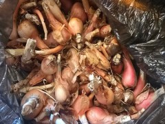 Найман зүйлийн ховор болон элбэг ургамал түүж, бэлтгэсэн зөрчил илрүүлжээ