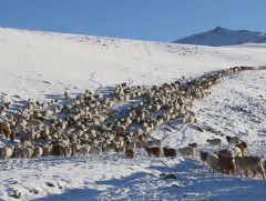 Жавхлант суманд 98 мянга гаруй толгой мал өвөлжинө