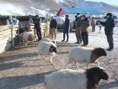 Мал, тэжээвэр амьтдын тооллого  энэ сарын 7-нд эхэлнэ