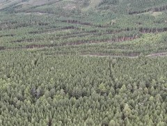 Хэнтий аймгийн нийт газар нутгийн 20 гаруй хувийг ойн сан эзэлдэг