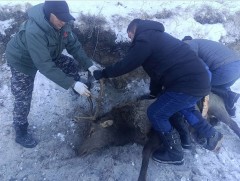 Төмөр хайсанд орооцолдсон бугыг суллан байгальд тавив