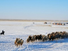 Манай улсад 65.9 сая толгой мал өвөлжиж, хаваржина 