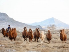 “Тэмээн дээрээс наран ойрхон” өвлийн их наадам Дундговь аймагт болно