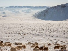Зудын байдлыг үнэлэхэд 11 аймгийн 52 сум цагаан зудтай байна