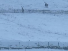 Албан шаардлагыг удаа дараа биелүүлээгүйн улмаас зэрлэг амьтан гэмтжээ 