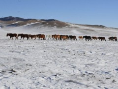 Нийт нутгийн 74 хувьд цастай байна