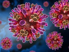 “Нипах” вирус бүртгэгдсэн бүс нутагт зорчихгүй байхыг зөвлөж байна