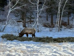 Богдхан ууланд биотехникийн арга хэмжээ авч хэрэгжүүлж байна
