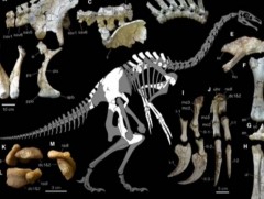 Дэлхийд бүртгэгдээгүй шинэ төрөл зүйлийн махчин үлэг гүрвэлийн олдворыг Өмнөговь аймгаас илрүүлжээ