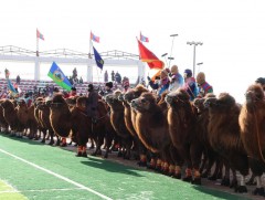 Жил бүр Монгол тэмээний өдрийг тэмдэглэдэг болно