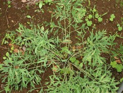 Монгол орны хэмжээнд 1000 гаруй эмийн ургамал бий 