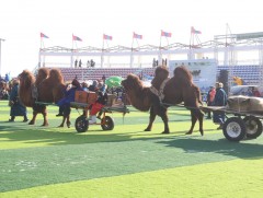 Тэмээний наадамд 16 аймгаас 1000 гаруй хүн, 700 орчим тэмээтэй оролцож байна   