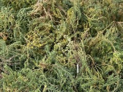 Монгол оронд ургадаг шарилжинд хавдрын эсрэг бодис агуулагдаж байгааг тогтоожээ