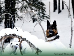 Хулгайн анчдыг илрүүлжээ