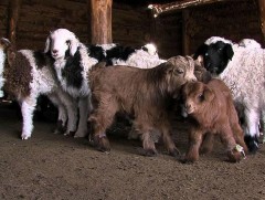 Энэ хавар Мөнххаан сумын малчид бог, бод нийлсэн 80 мянга гаруй төл хүлээн авна