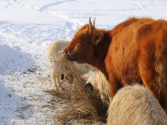 Мал өвөлжилт нийт нутгийн 50 хувьд дунд, 17 хувьд бага зэрэг хүндрэлтэй байхаар байна