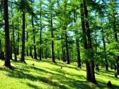 Ойн нөөцийн мэргэжлийн зөвлөл ойгоор бүрхэгдсэн талбайг 8.71 хувь гэж баталлаа